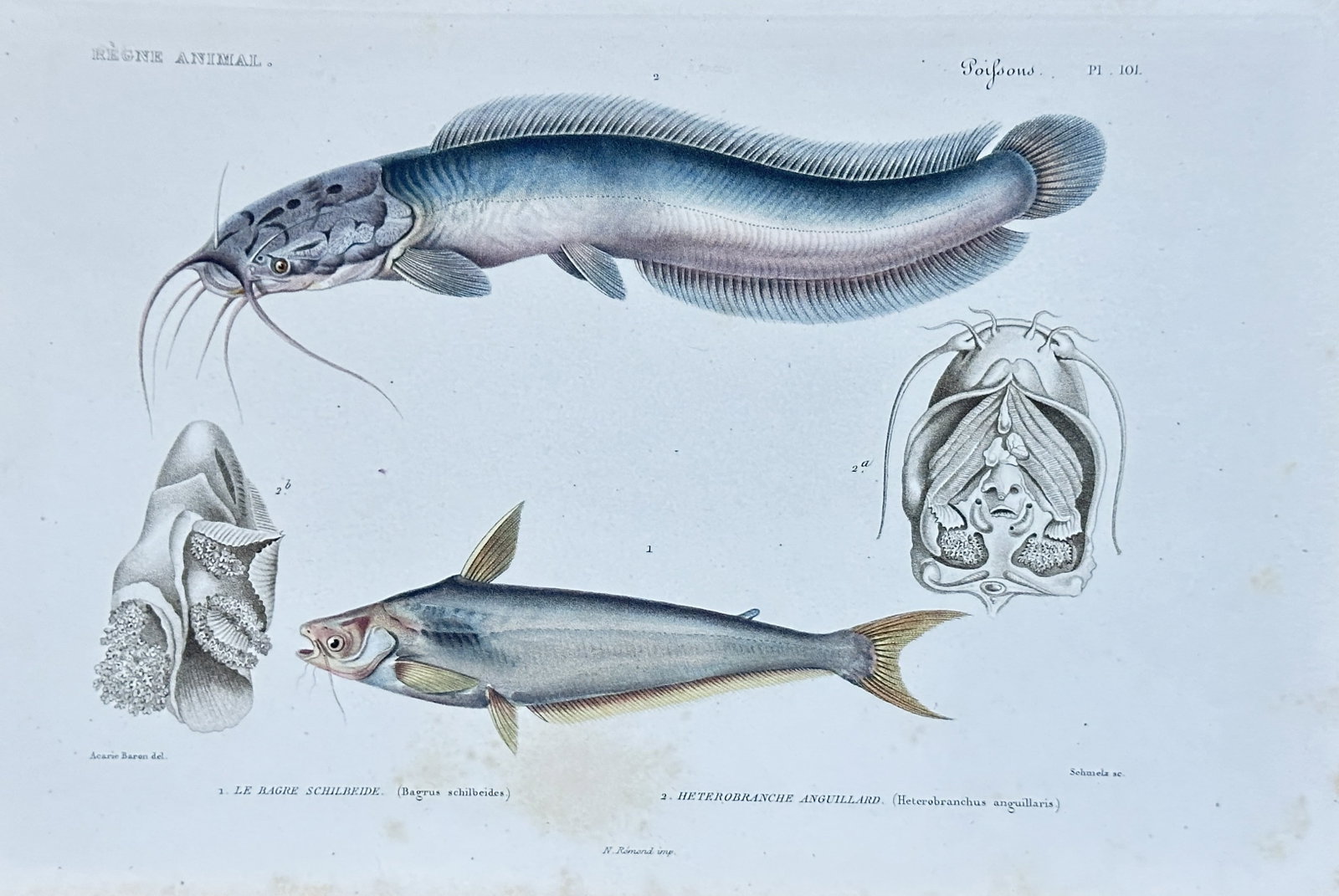 Georges Cuvier – Schilbe Catfish and Heterobranchus Anguillaris from "Le Règne Animal": This vibrant hand-colored engraving from the "Poissons" (Fish) section of Georges Cuvier's monumental "Le Règne Animal" (The Animal Kingdom), presents two distinct fish species along with anatomical 