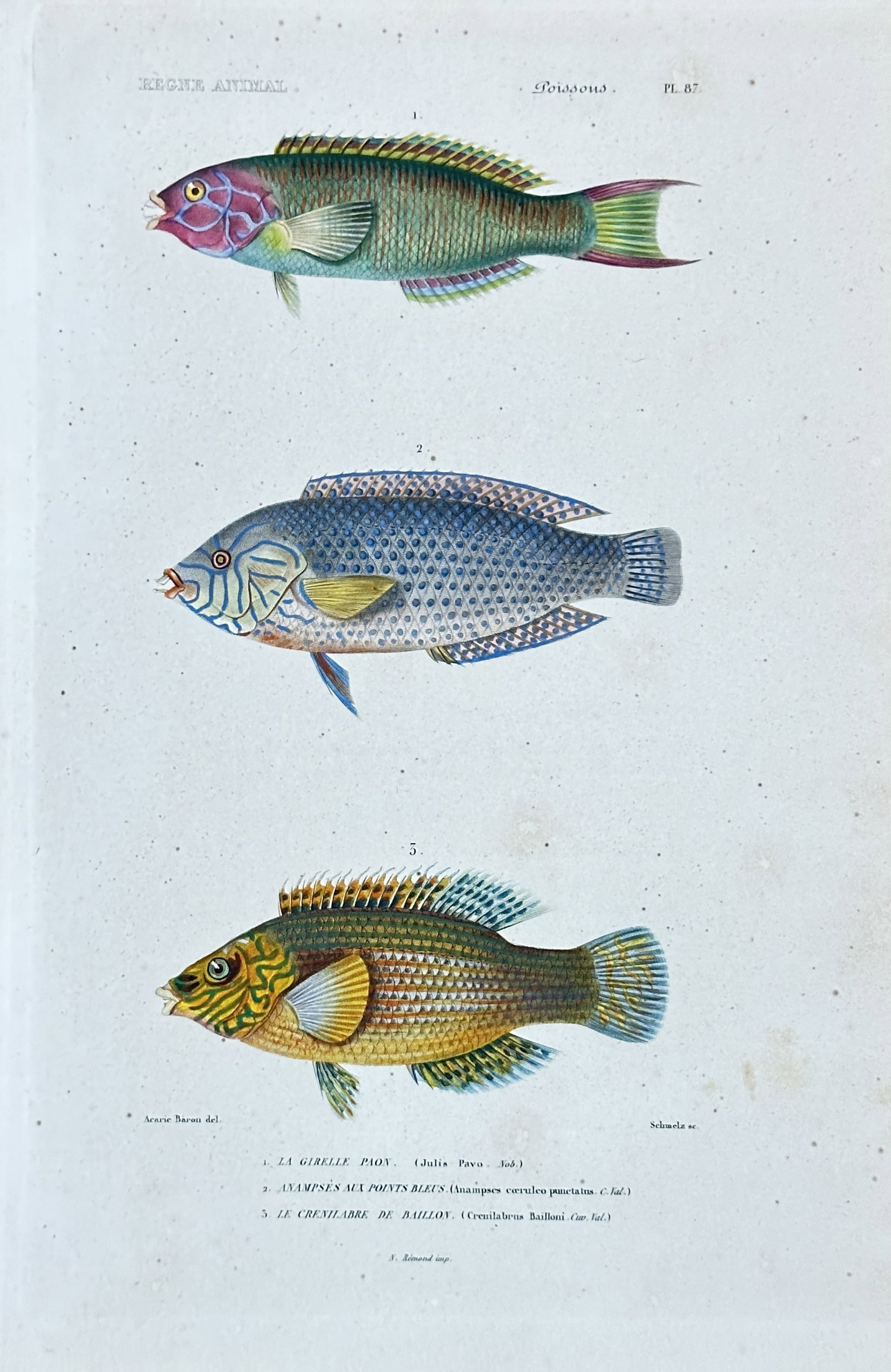 Georges Cuvier – Parrotfish, Grunt, and Wrasse from "Le Règne Animal" – Hand-colored Engraving: This vibrant hand-colored engraving from the "Poissons" (Fish) section of Georges Cuvier's monumental "Le Règne Animal" (The Animal Kingdom), presents three distinct fish species with vivid coloratio