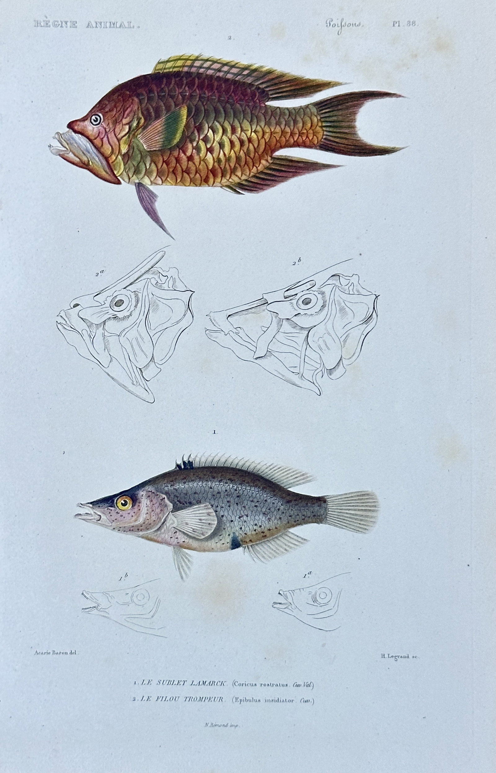 Georges Cuvier – Parrotfish & Trumpetfish from "Le Règne Animal" – Hand-colored Engraving: This vibrant hand-colored engraving from the "Poissons" (Fish) section of Georges Cuvier's monumental "Le Règne Animal" (The Animal Kingdom), presents two distinct fish species with vivid coloration 