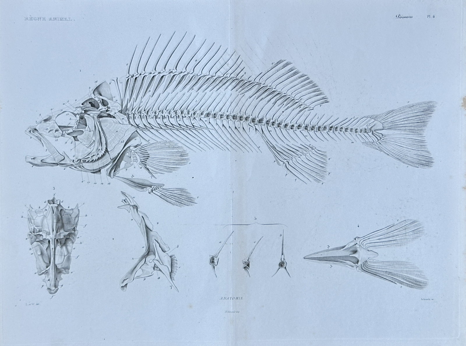 Georges Cuvier – Common Carp Skeleton from "Le Règne Animal" – Engraving ( 1829-1830): This highly detailed engraving from the "Poissons" (Fish) section of Georges Cuvier's monumental "Le Règne Animal" (The Animal Kingdom), presents a comprehensive anatomical illustration of a fish ske