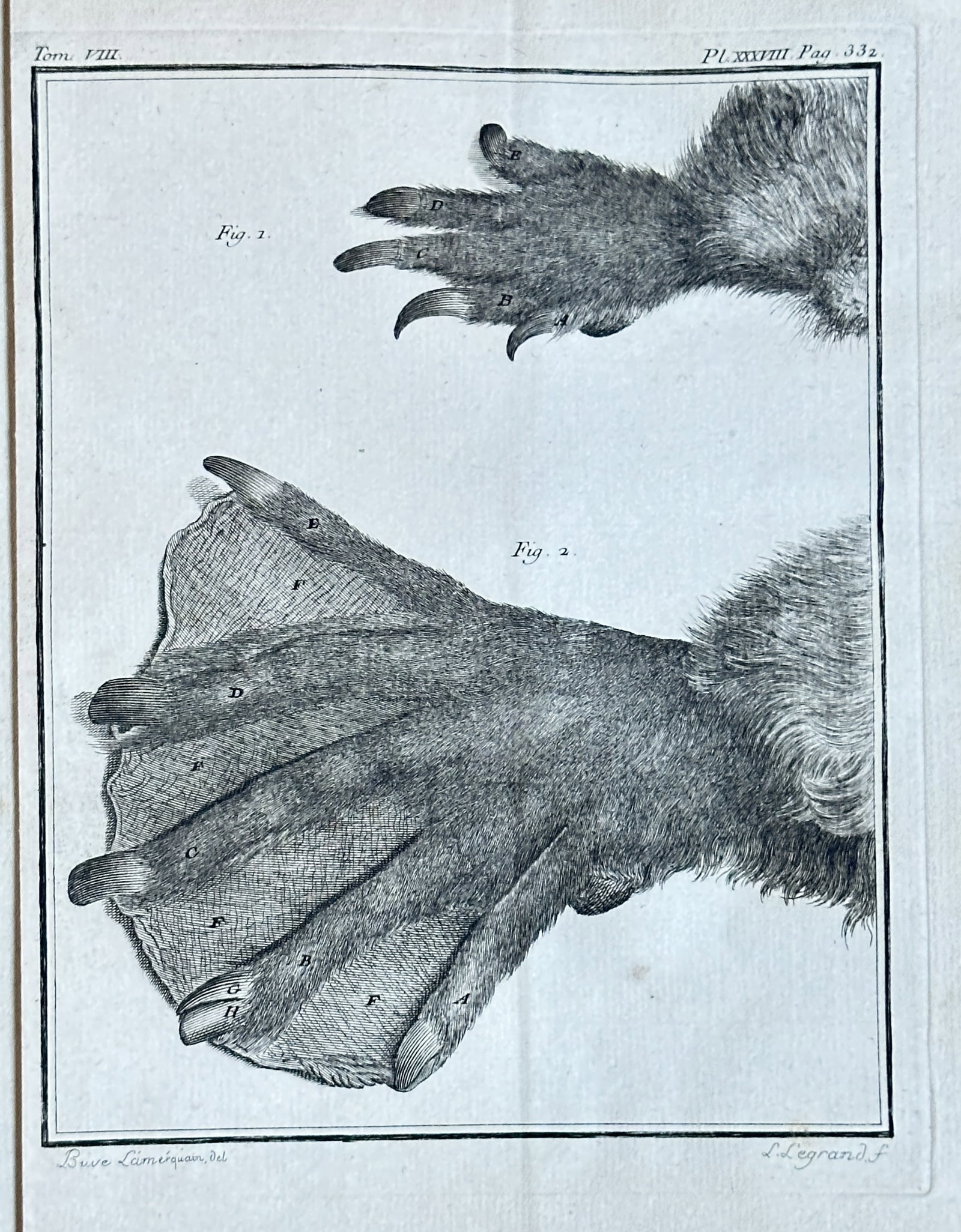 Jacques de Sève – Anatomical Study of Otter Paws from Buffon's "Histoire Naturelle" – Engraving: This meticulously detailed engraving from the thirteenth volume of Georges-Louis Leclerc, Comte de Buffon's monumental "Histoire Naturelle" (Natural History), presents a precise anatomical study of ot