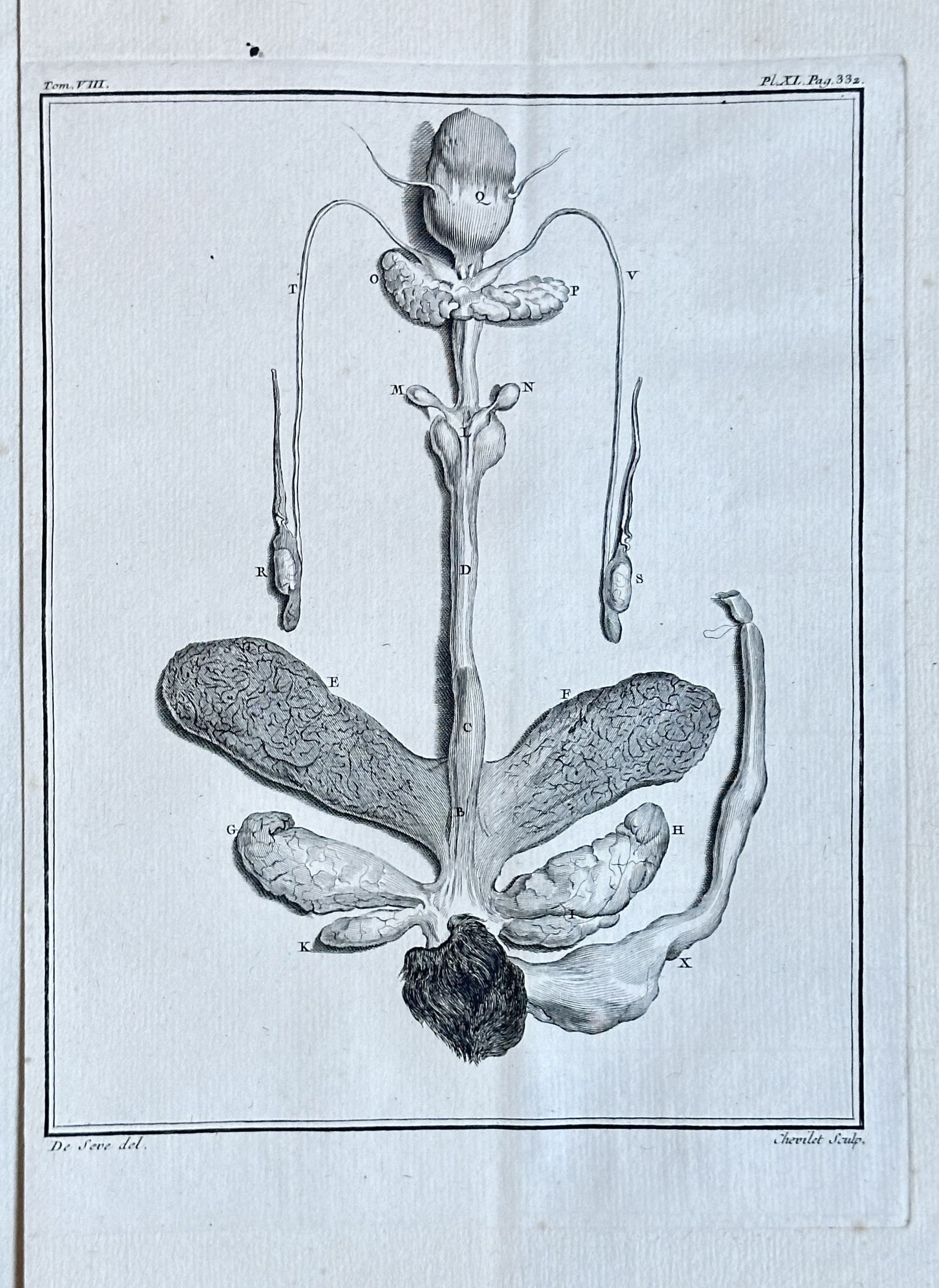 Jacques de Sève – Anatomical Study of Male Reproductive Organs from Buffon's "Histoire Naturelle": This meticulously detailed engraving from the eighth volume of Georges-Louis Leclerc, Comte de Buffon's monumental "Histoire Naturelle" (Natural History), presents a precise anatomical illustration of