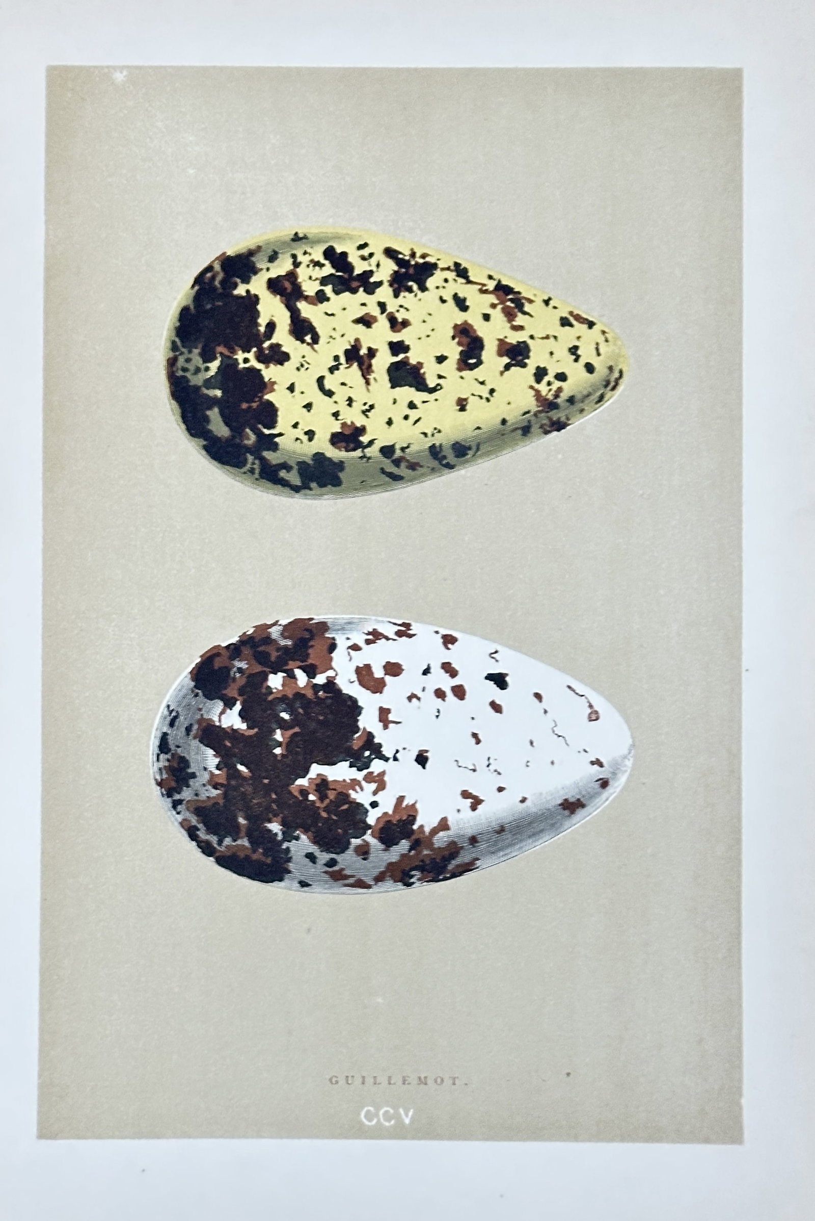 Francis Orpen Morris – Common Guillemot Eggs – Chromolithograph (Mid-19th Century): This finely rendered chromolithograph from Francis Orpen Morris's comprehensive work, "A Natural History of the Nests and Eggs of British Birds," meticulously illustrates two distinct variations of "G