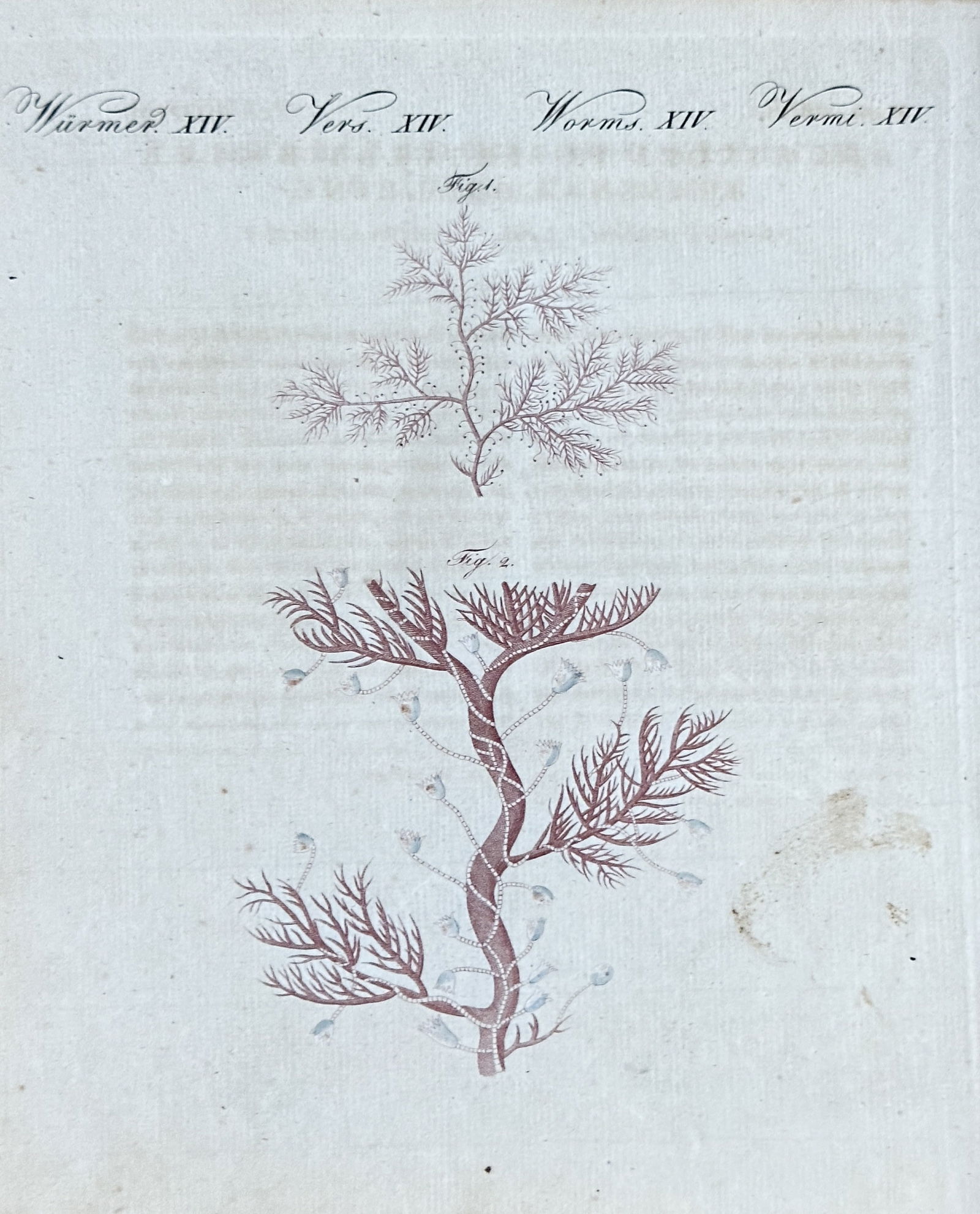 Friedrich Justin Bertuch – Marine Invertebrates from "Bilderbuch für Kinder" - Engraving (1 of 3)