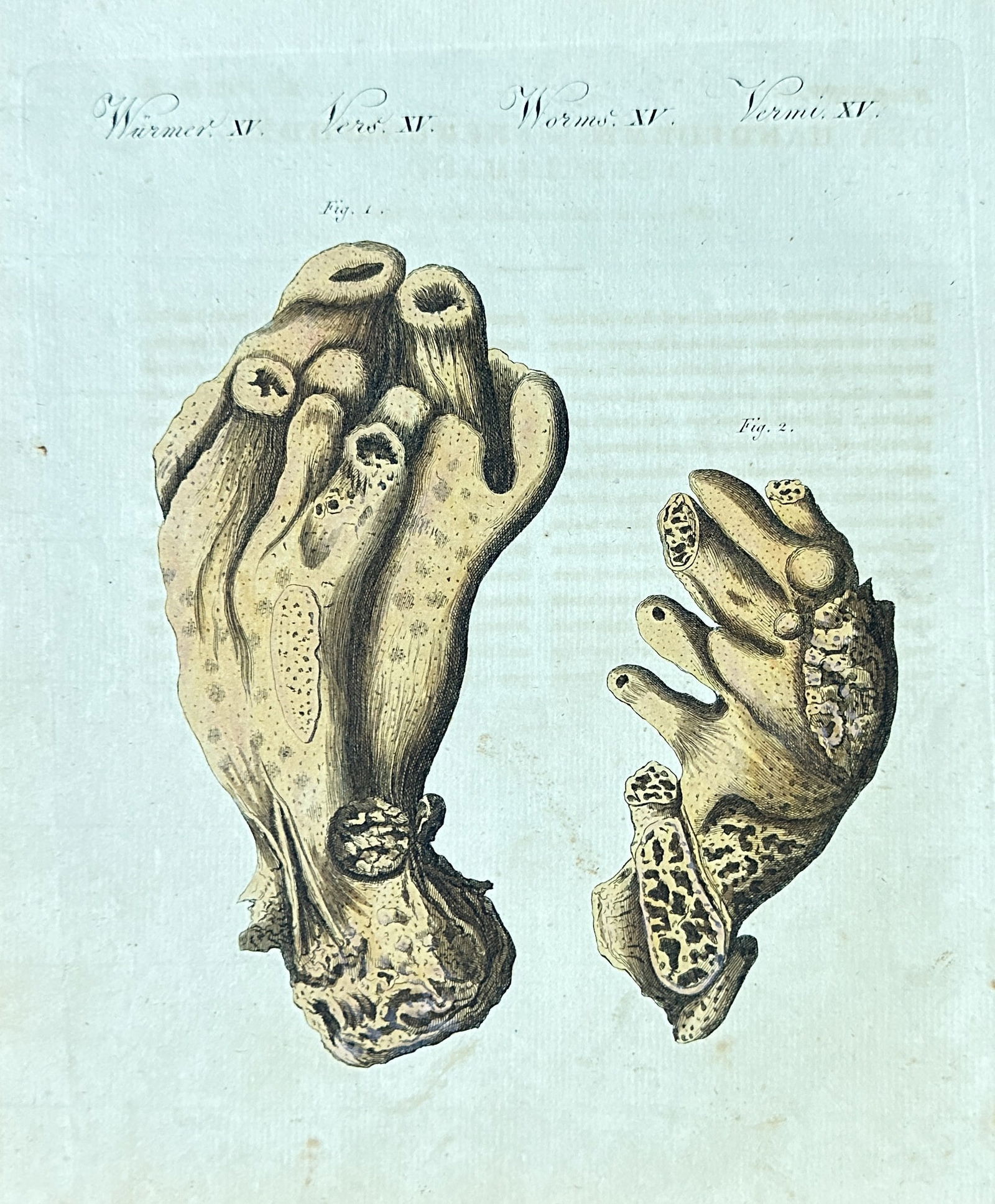 Friedrich Justin Bertuch – Sponges and Colonial Marine Invertebrates from "Bilderbuch für Kinder" (1 of 3)