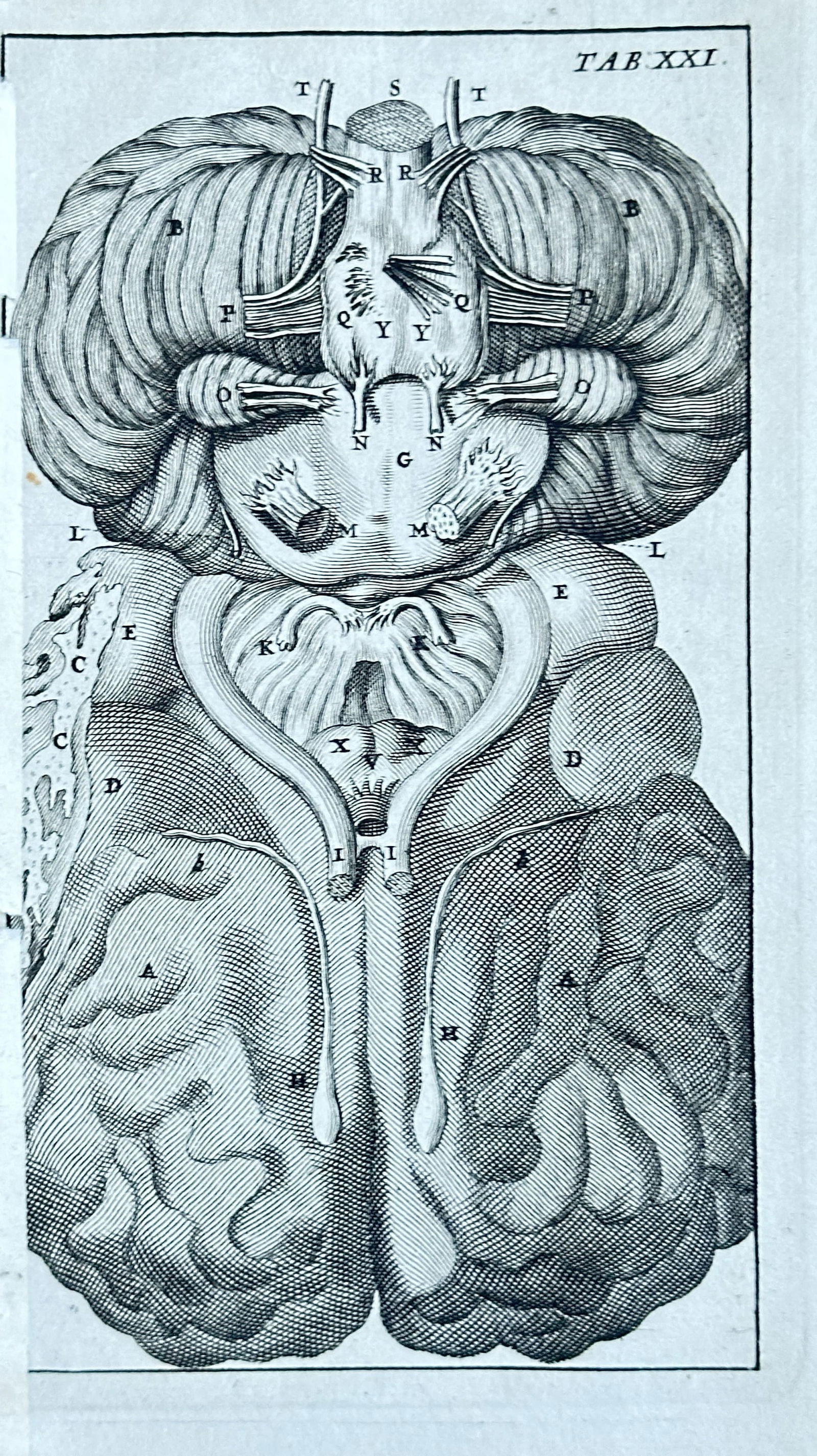Steven Blankaart  – Anatomy of the Brain from "Anatomia reformata" – Engraving (1695) (1 of 3)