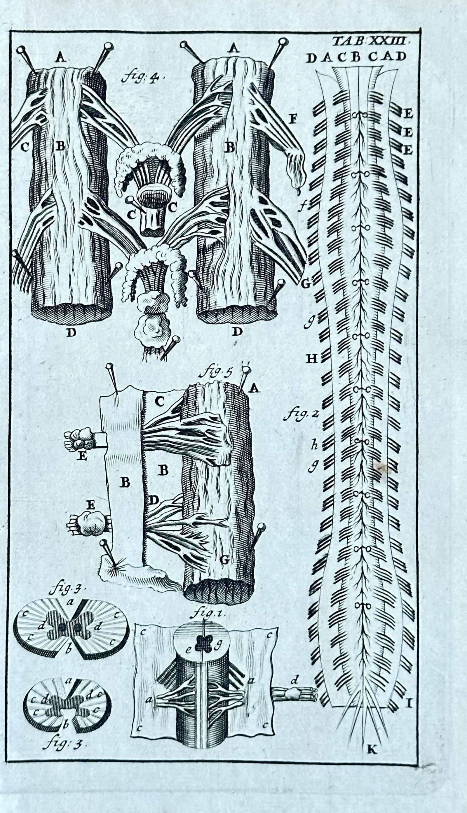 Steven Blankaart – Anatomy of Muscles and Tendons from "Anatomia reformata" – Engraving (1695): This meticulously detailed engraving, presents an intricate anatomical study of muscle fibers and tendons. The plate features multiple figures (Fig. 1 through Fig. 9), precisely illustrating various a