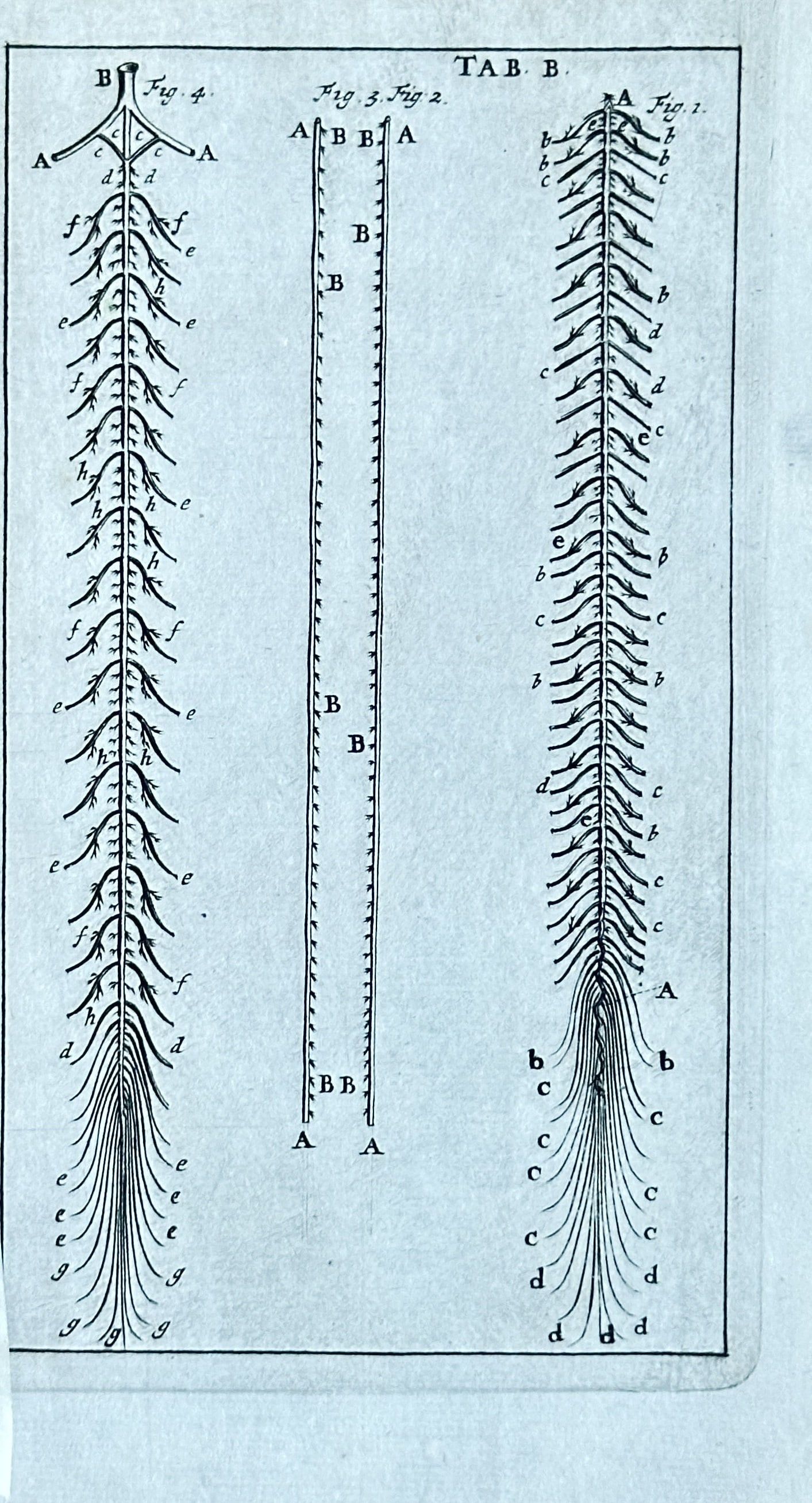 Steven Blankaart – Anatomy of the Spinal Cord from "Anatomia reformata" – Engraving (1695) (1 of 3)