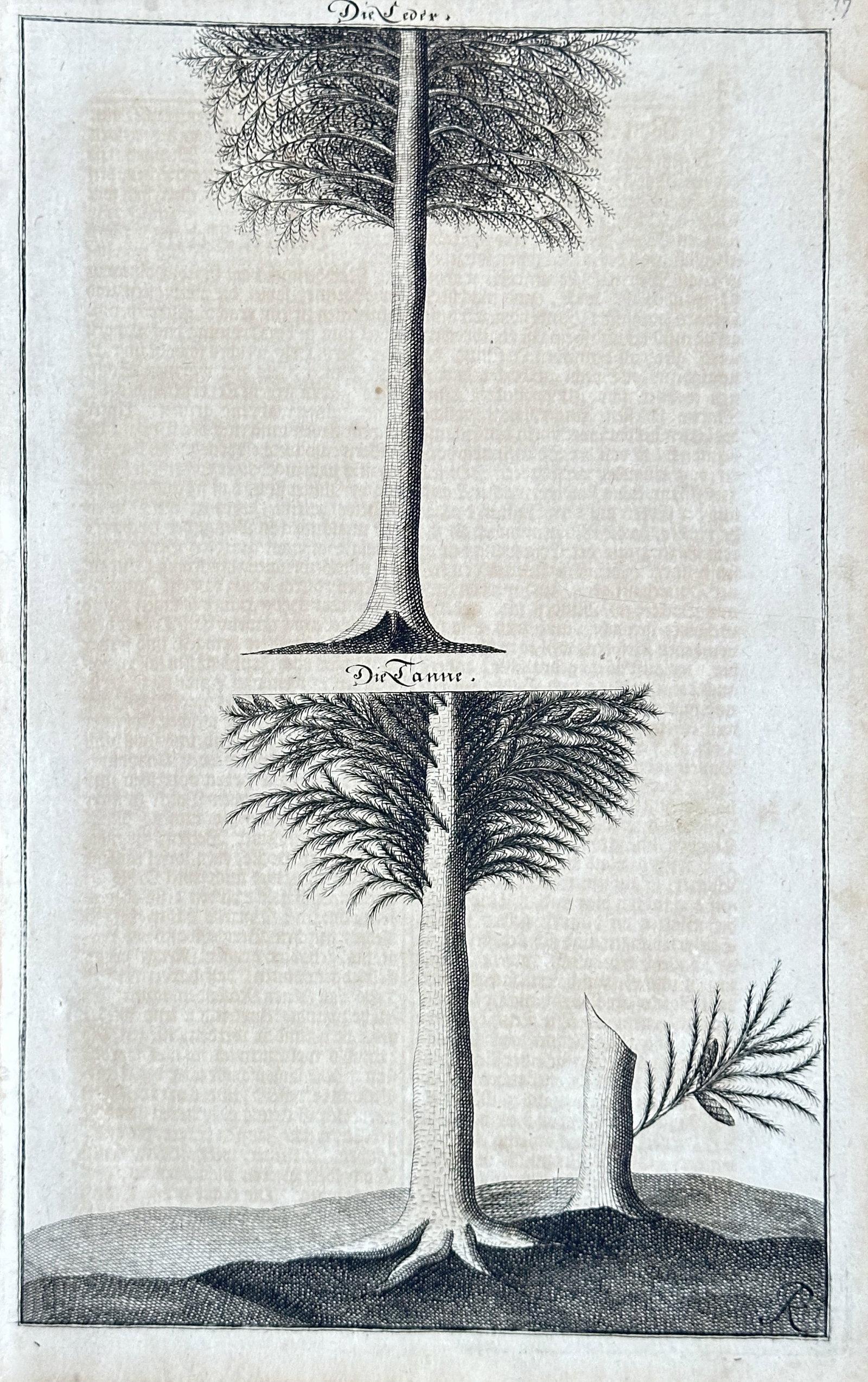 Georg Daniel Ringelberg – Botanical Study of Larch and Fir Trees – Engraving: This meticulously detailed engraving presents a comparative study of two distinct tree species, Each tree is illustrated with scientific precision, highlighting its unique branching structure, foliage