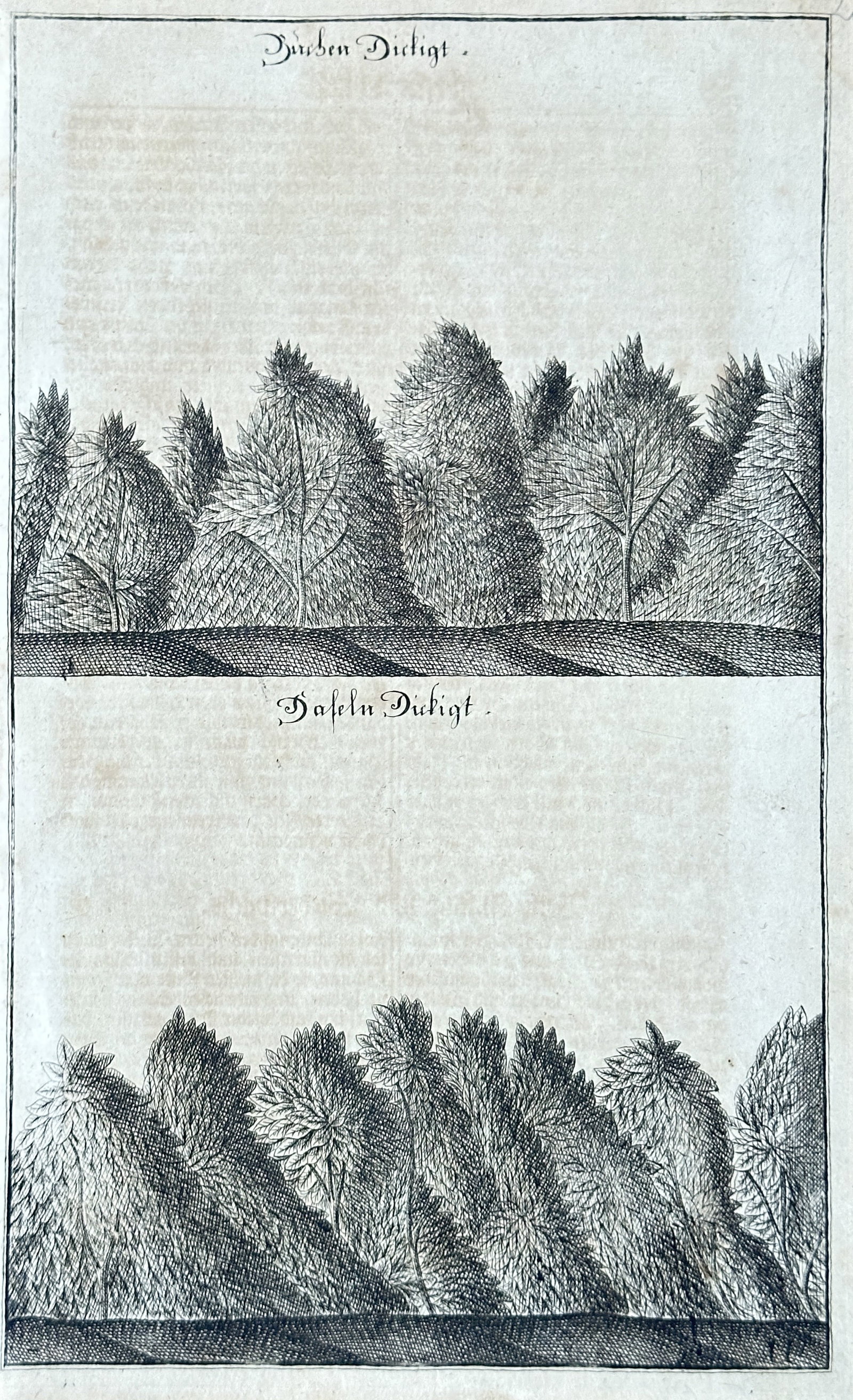Georg Daniel Ringelberg – Beech Thicket and Hazel Thicket from a German Botanical/Forestry: This meticulously detailed engraving presents a comparative study of two distinct types of deciduous forests or thickets. The minimalist yet precise style emphasizes the characteristic silhouettes and
