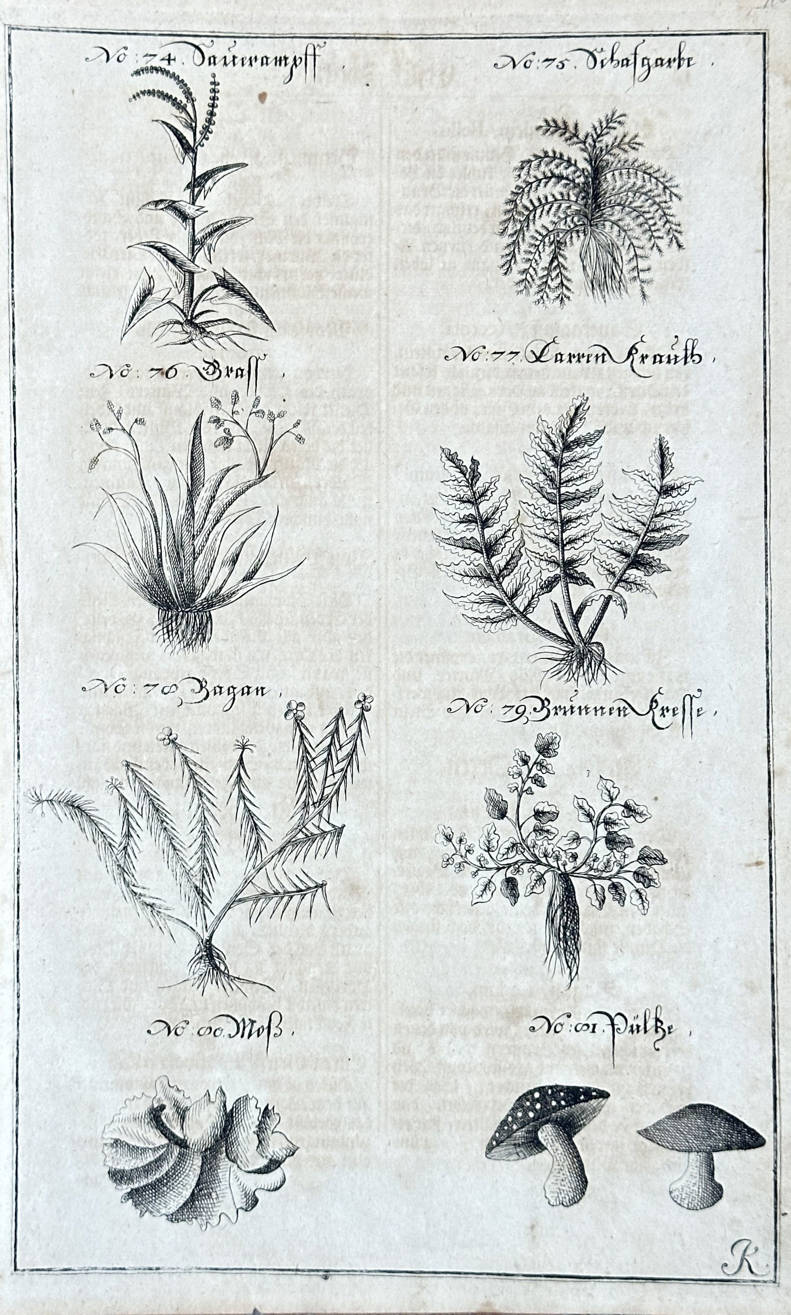 Georg Daniel Ringelberg – Botanical Studies (Mosses, Ferns, Grasses, Watercress, Mushrooms, and (1 of 3)