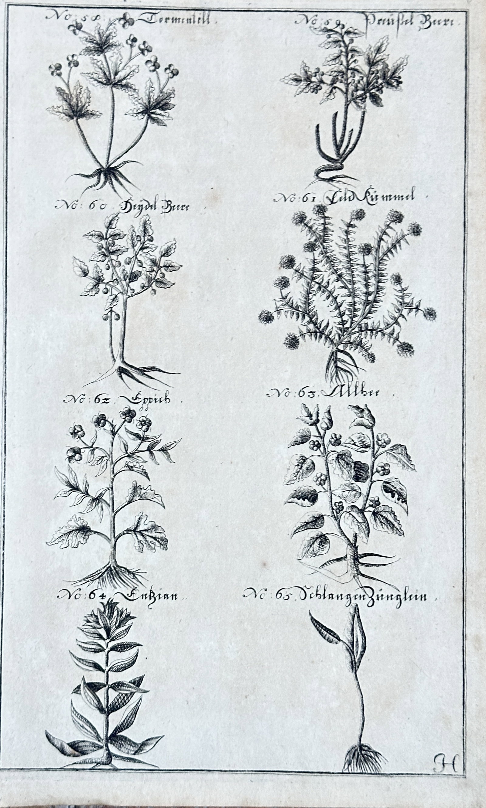 Georg Daniel Ringelberg – Botanical Studies (Tormentil, Prussian Berry, Lupine, Adder's Tongue,: This meticulously detailed engraving presents a comparative study of eight distinct plant species. The depicted flora includes "Tormentill." (Tormentil), "Preußisch Beere." (Prussian Berry), "Bigd Be