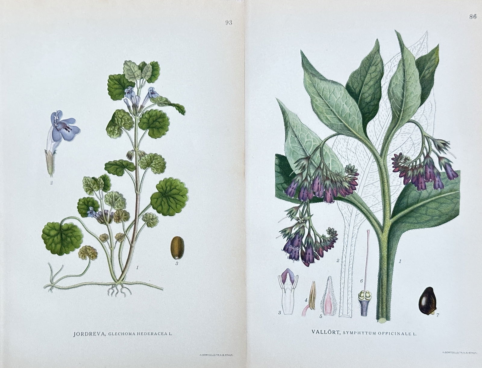 Carl Lindman – Set of 2 Prints: Ground-ivy and Comfrey from "Bilder ur Nordens Flora" (1 of 3)