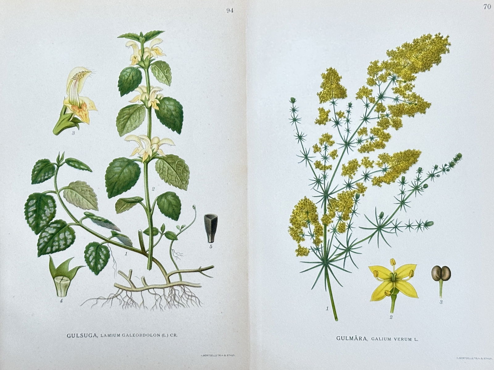 Carl Lindman – Set of 2 Prints: Yellow Archangel and Lady's Bedstraw from "Bilder ur Nordens (1 of 3)