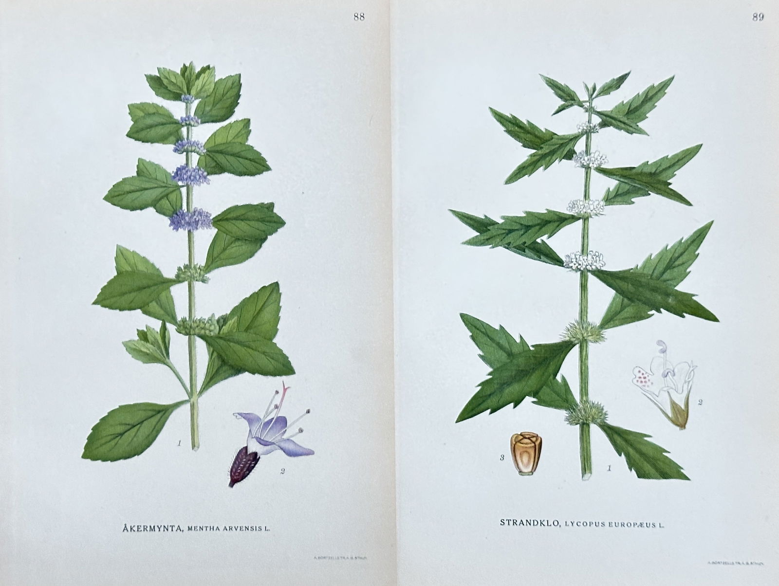 Carl Lindman – Set of 2 Prints: Field Mint and Gipsywort from "Bilder ur Nordens Flora" (1 of 3)
