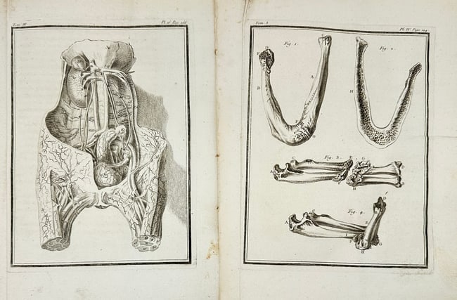 Jacques de Sève – Set of 2 Anatomical Plates – Copperplate Engravings (1 of 3)