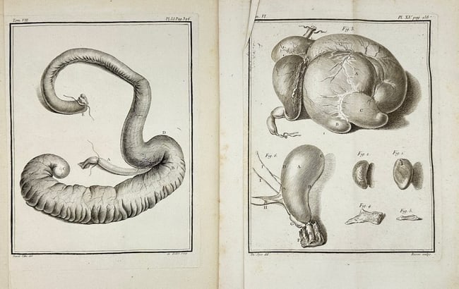 Jacques de Sève – Set of 2 Plates: Intestinal and Organ Studies – Copperplate Engravings (1 of 2)