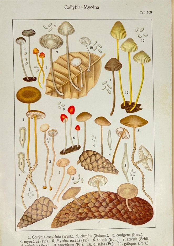 Adalbert Ricken (1851–1921) – Collybia Mushroom Study – Chromolithograph (1915) (1 of 1)