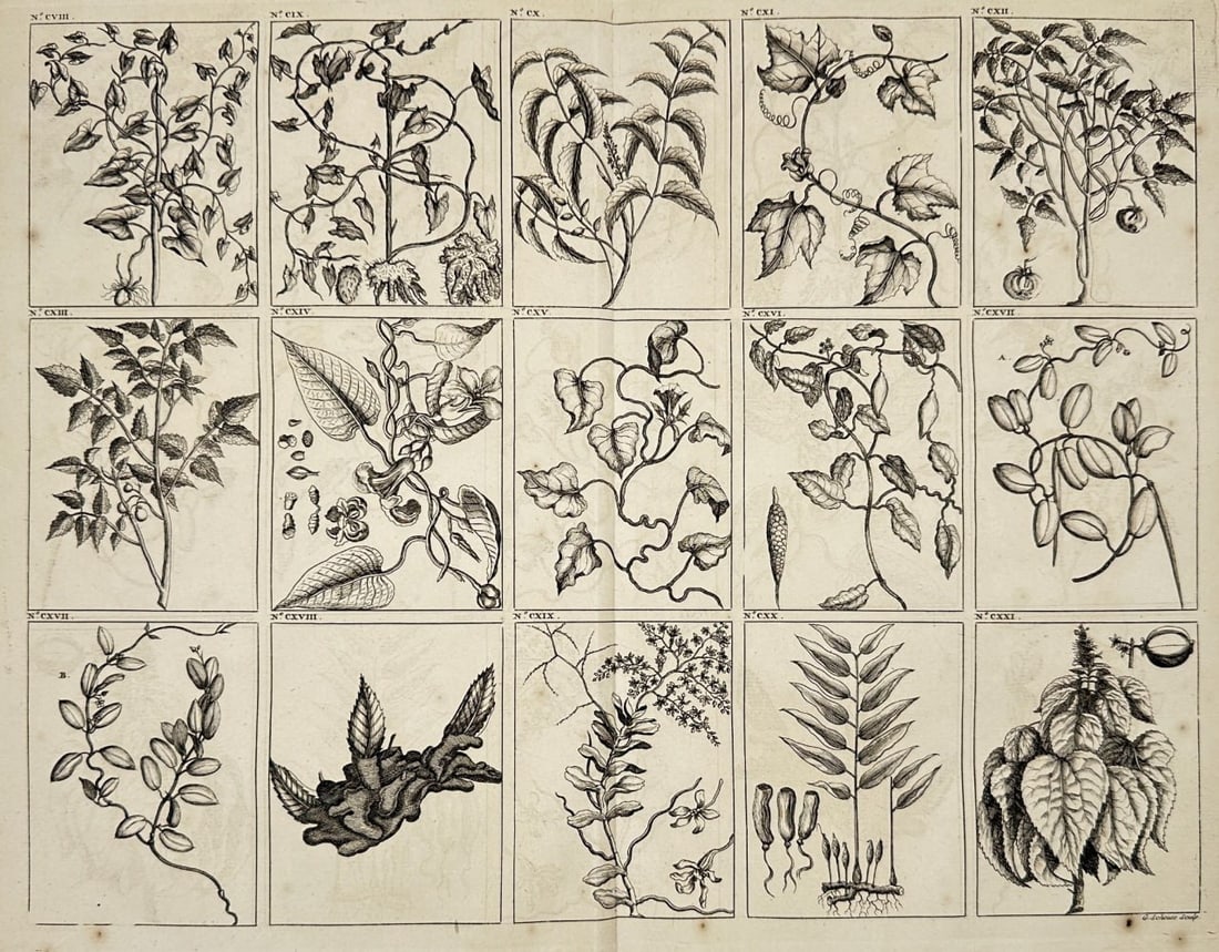 François Valentijn – Botanical Specimens of Southeast Asian Plants – Copperplate Engraving (1 of 3)