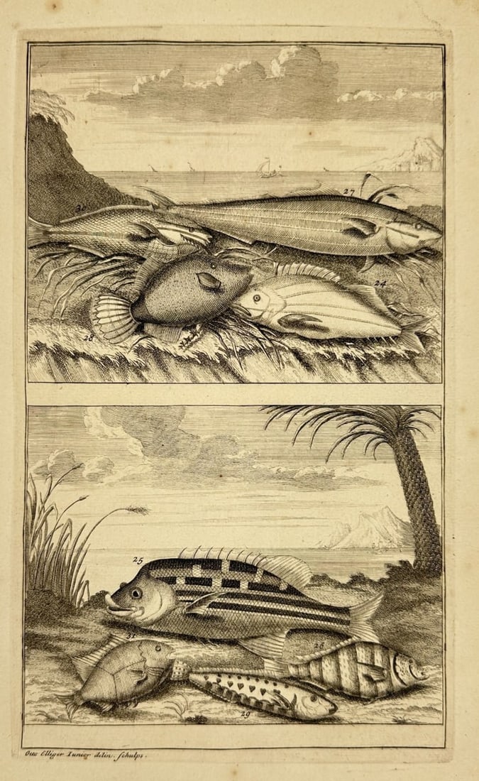 François Valentijn – Tropical Fish from the Shores of Ambon – Copperplate Engraving (1724): This finely executed copperplate engraving showcases two horizontal panels of tropical fish found near the island of Ambon and the surrounding Moluccan archipelago. The upper scene presents a rugged s