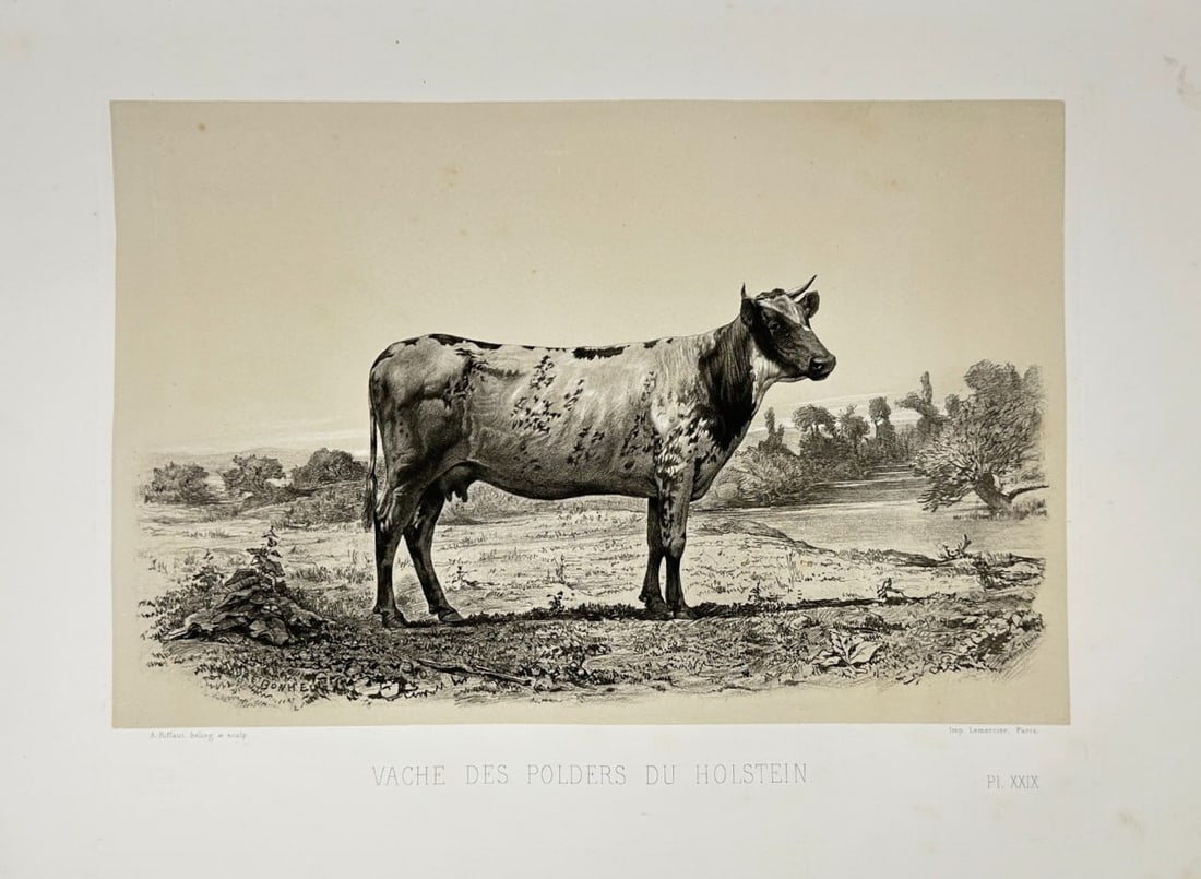 Émile Baudement – Vache des Polders du Holstein – Heliogravure Print (1861–62): This lithograph features the Holstein cow, a breed renowned for its dairy qualities and distinctive spotted coat. The animal is depicted standing in a rural landscape, highlighting its characteristic 