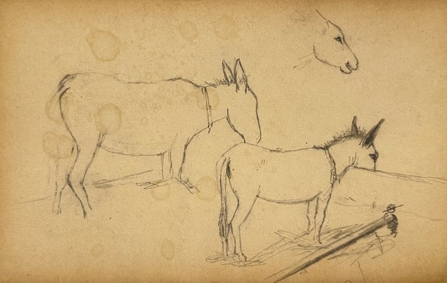 Unknown Artist – Studies of Donkeys – Pencil Drawing (Unknown Date) (1 of 2)