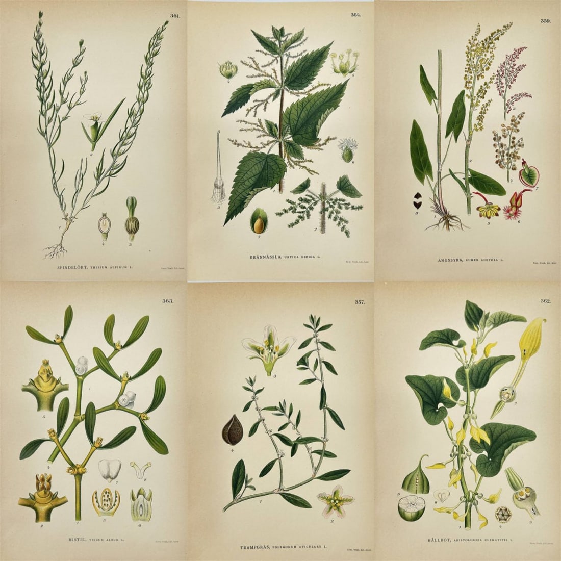 Carl Lindman – Set of 6 Prints: Knotweed, Common Sorrel, Dutchman's Pipe, Alpine Toadflax (1 of 7)