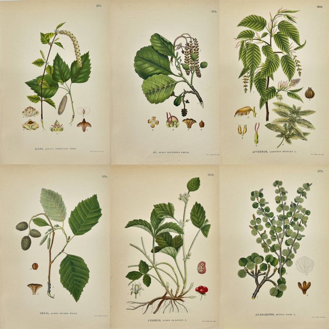 Carl Lindman – Set of 6 Prints: European Hornbeam, Stone Bramble, Dwarf Birch, Warty Birch: This set of 6 original chromolithograph prints is from Carl Lindman’s ”Bilder ur Nordens Flora,” published in Stockholm by Wahlström & Widstrand in 1905. The set features diverse tree a