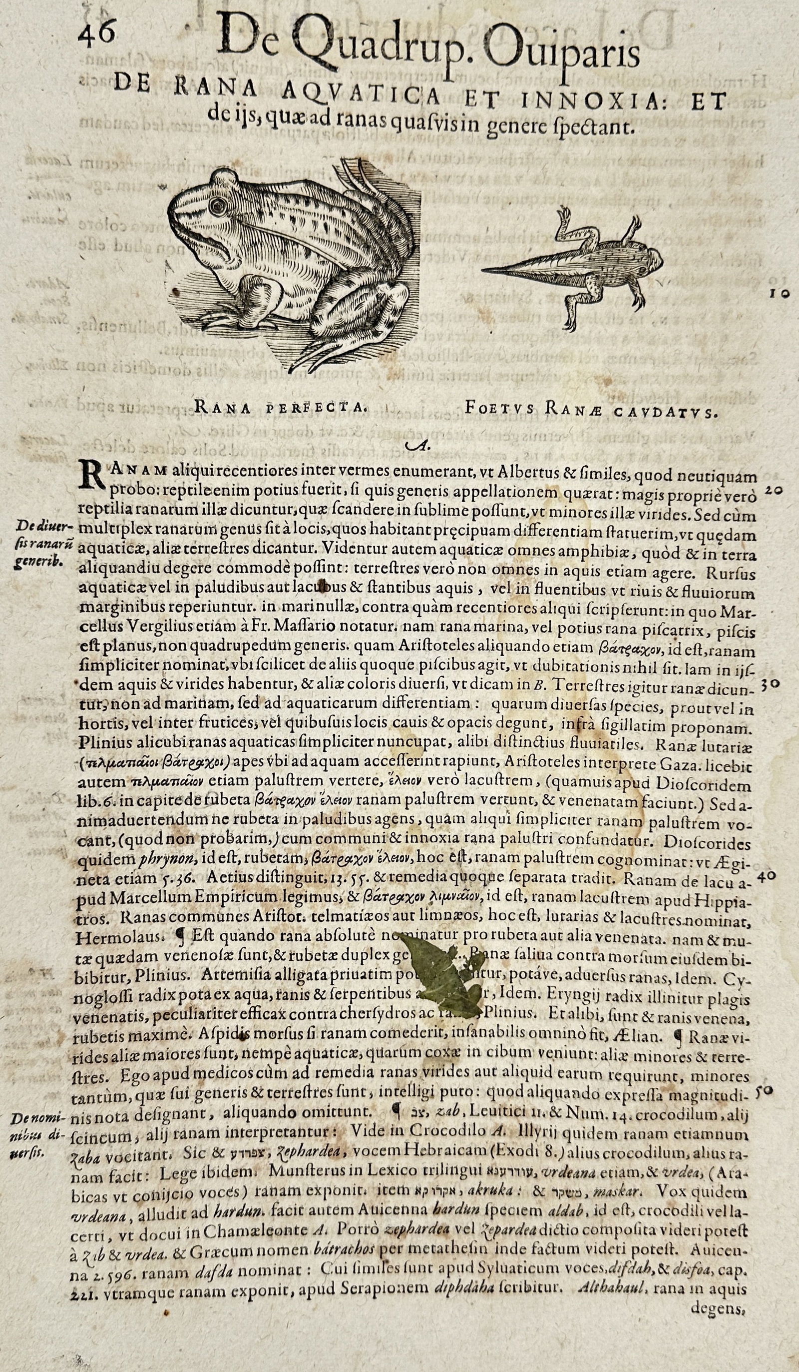 Conrad Gessner – Historiae Animalium Liber II: De Quadrupedibus Oviparis (History of Animals Book (1 of 3)