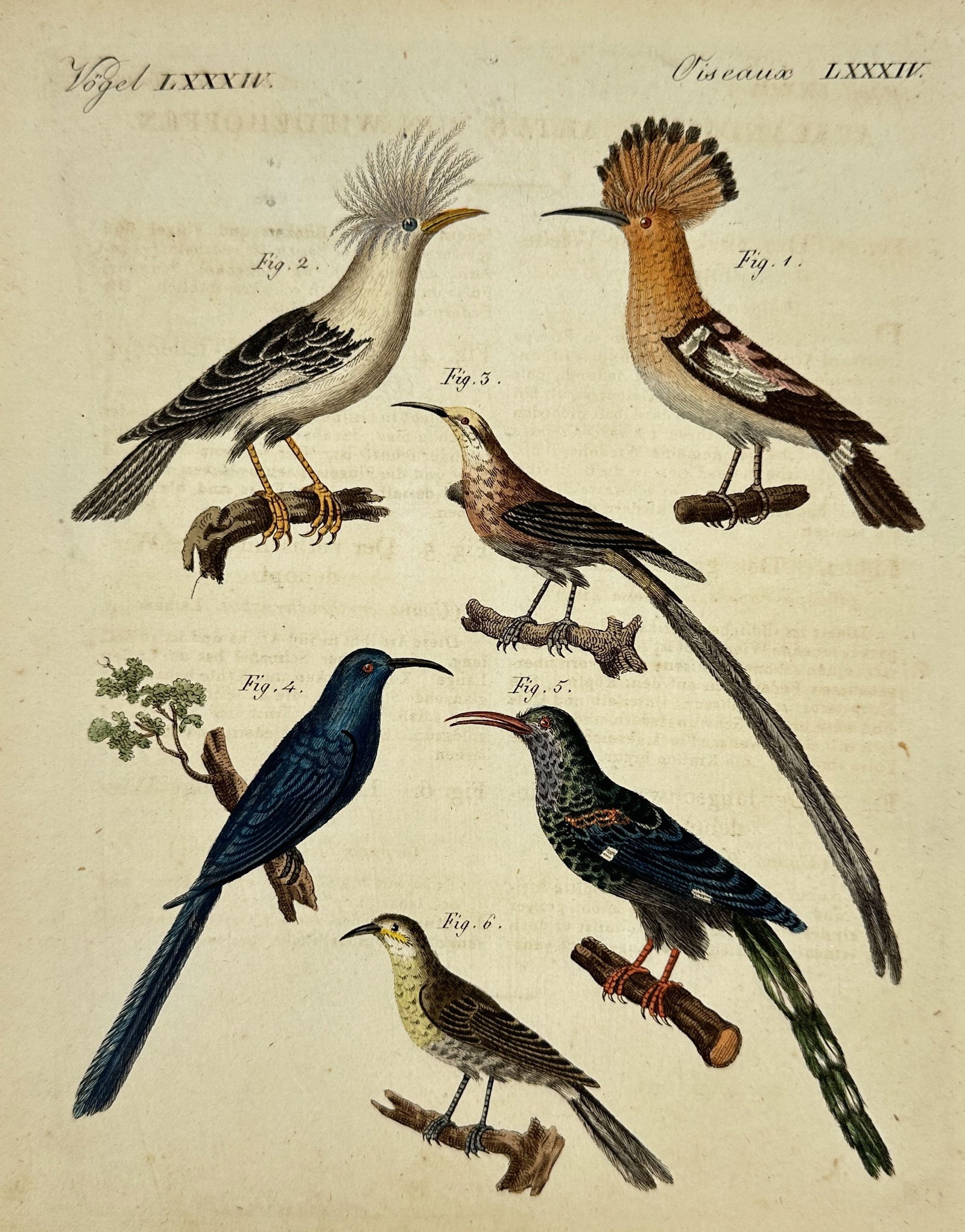 Friedrich Justin Bertuch (1747–1822) – Various Birds from Picture Book for Children (1 of 3)