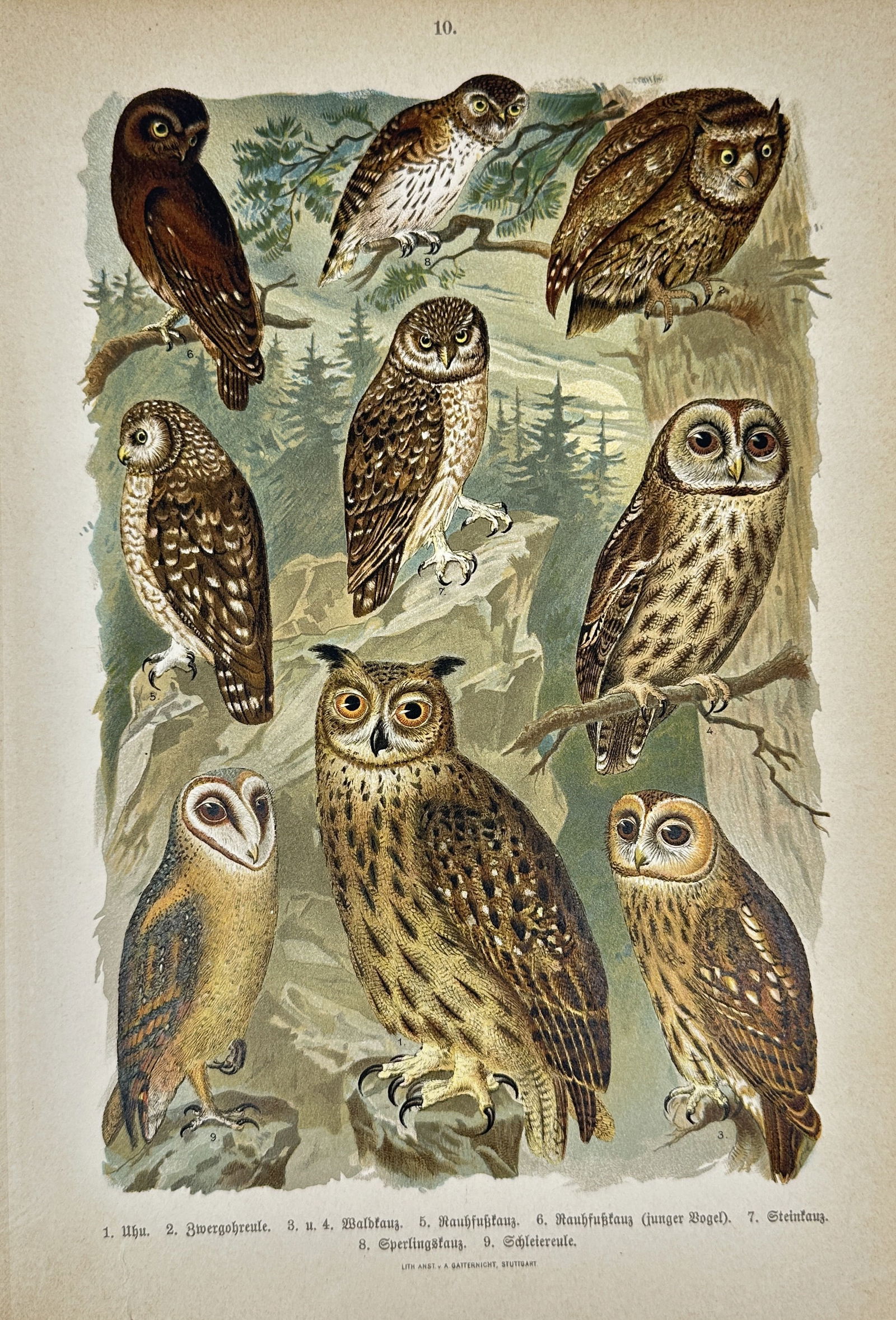 Ettore Arrigoni Degli Oddi (1863–1942) – Various Owls – Chromolithograph (1902-1904) (1 of 3)