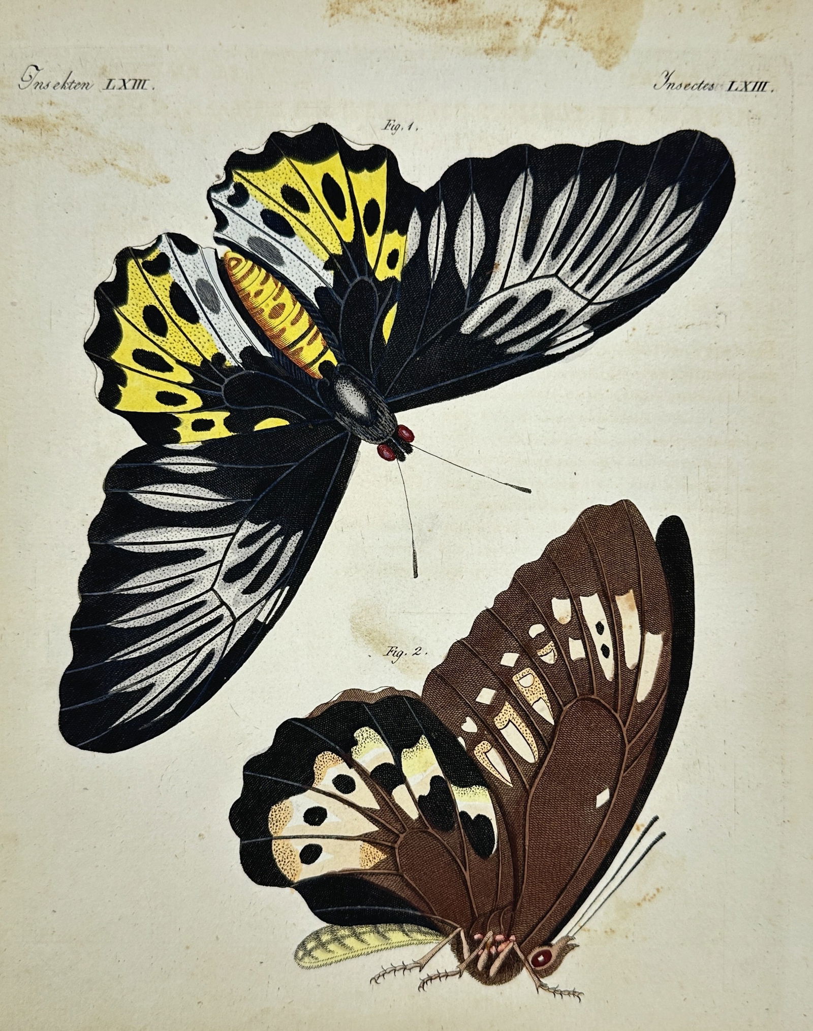 Friedrich Justin Bertuch (1747–1822) – Two Butterflies from Picture Book for Children (1 of 3)