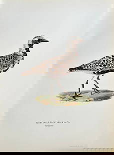 Magnus von Wright – Grey Plover from a Nordic Ornithological Work – Lithograph: This vibrant lithograph, from a significant Nordic ornithological publication, showcases "SQUATAROLA SQUATAROLA Lin." (the Grey Plover, known as "Kustpipare"). The bird is depicted standing on rocky g