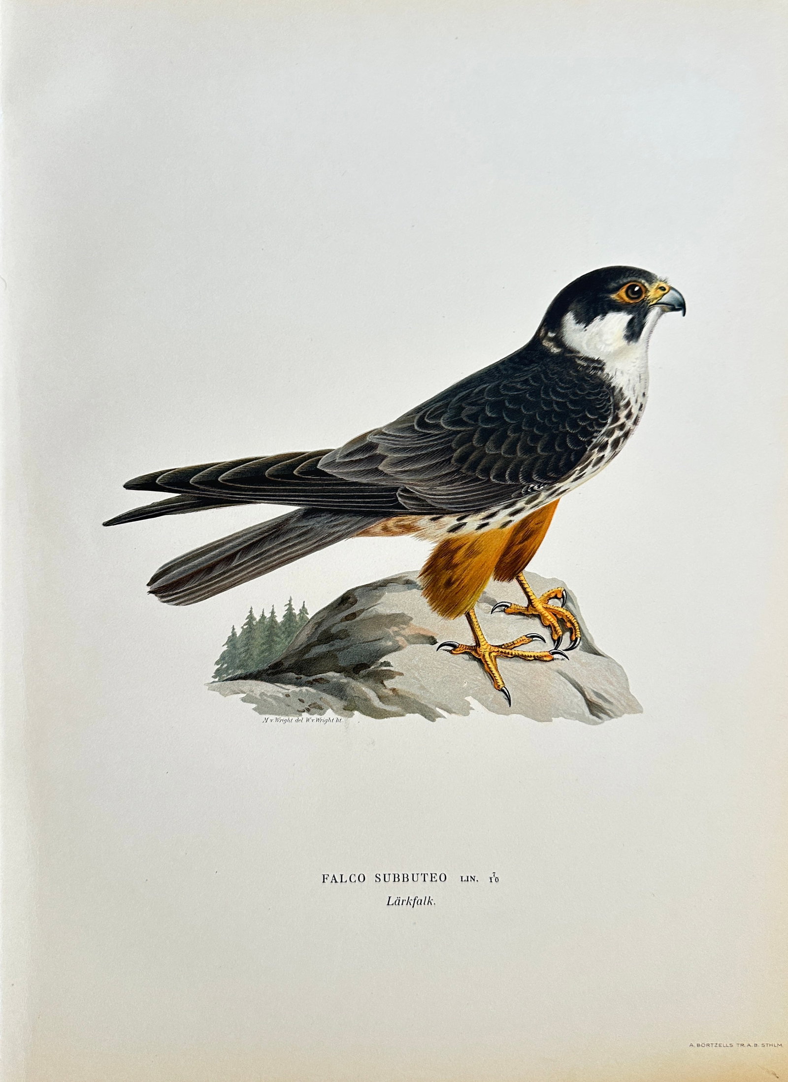 Magnus von Wright – Eurasian Hobby from a Nordic Ornithological Work – Lithograph (1 of 2)