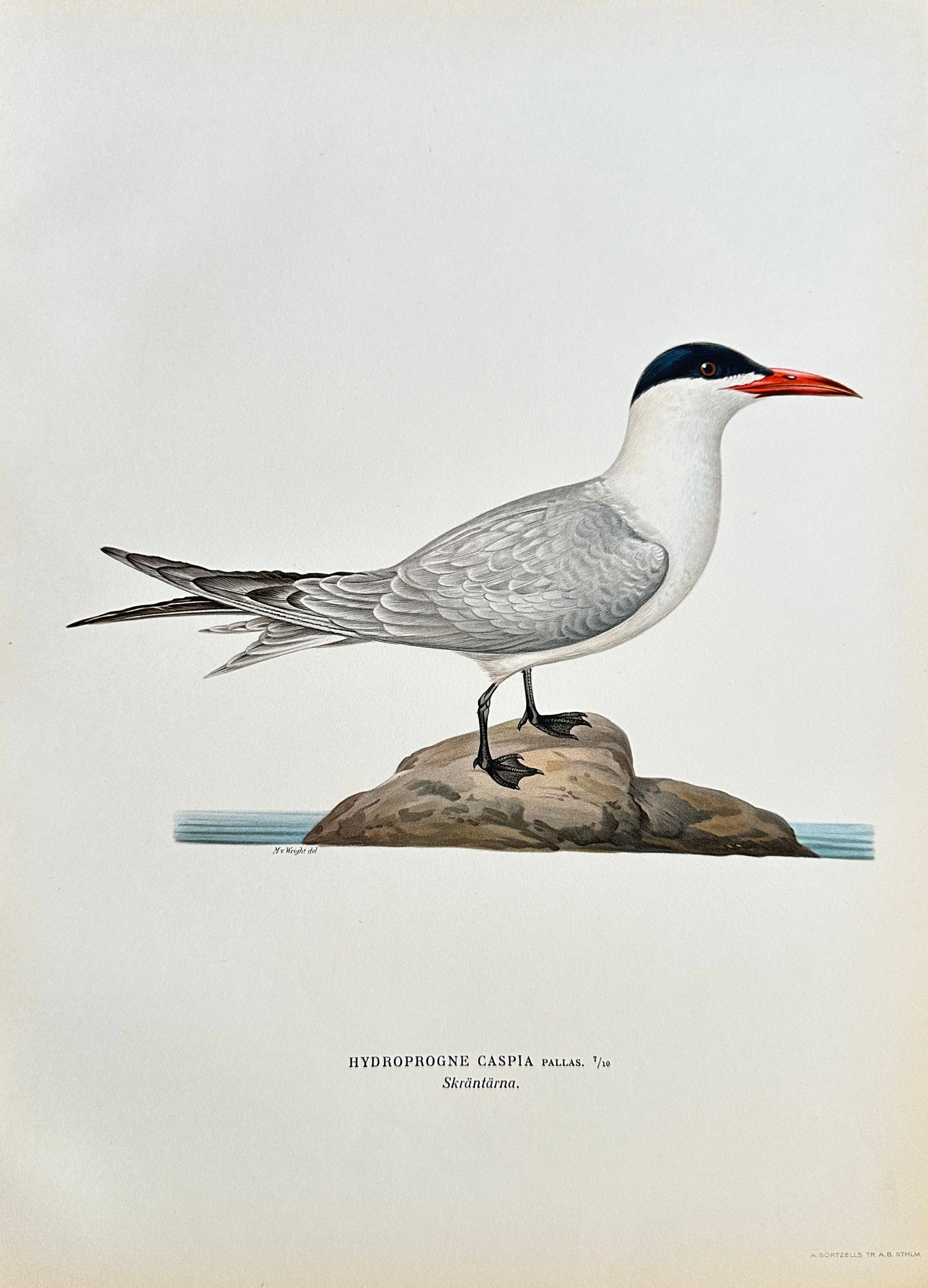 Magnus von Wright – Caspian Tern from a Nordic Ornithological Work – Lithograph: This vibrant lithograph, from a significant Nordic ornithological publication, showcases "HYDROPROGNE CASPIA Pallas." (the Caspian Tern, known as "Skräntärna"). The bird is depicted standing on a ro