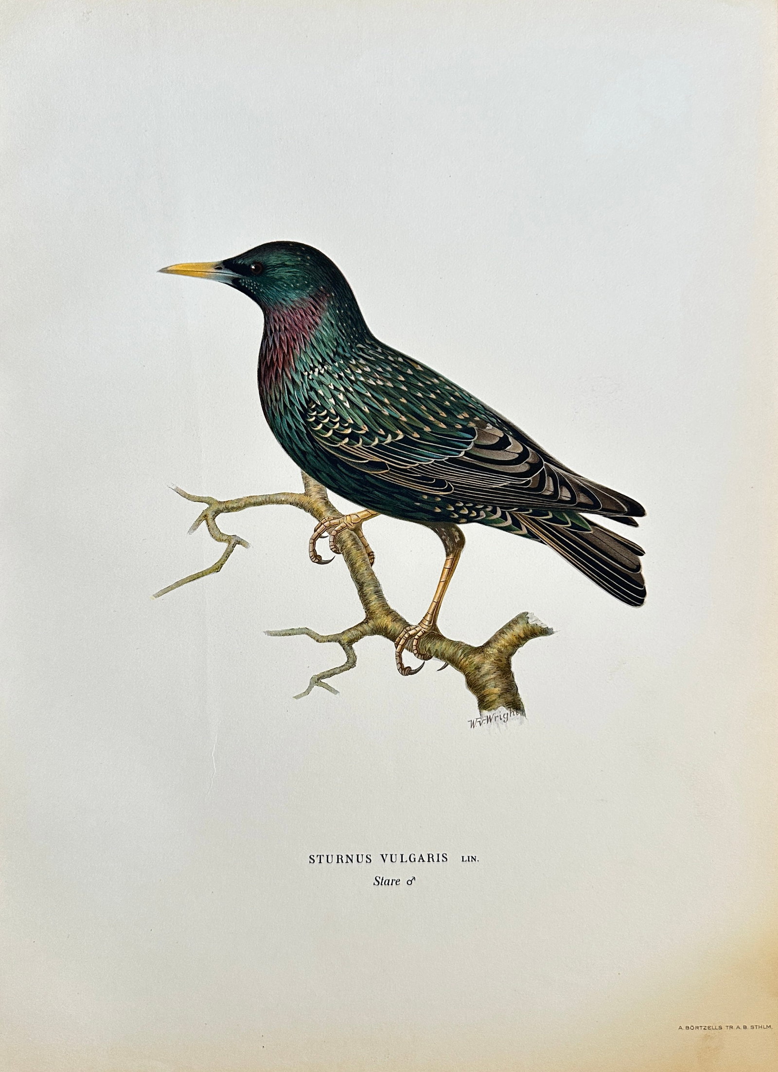 Magnus von Wright – Common Starling from a Nordic Ornithological Work – Lithograph (1 of 2)