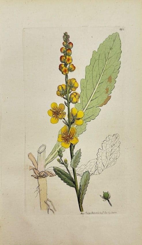James Sowerby – Verbascum Blattaria – Moth Mullein – Hand-Coloured Engraving: Original hand-coloured engraving from James Sowerby’s English Botany or, Coloured Figures of British Plants, with their Essential Characters, Synonyms and Places of Growth, published by J. Davis in 