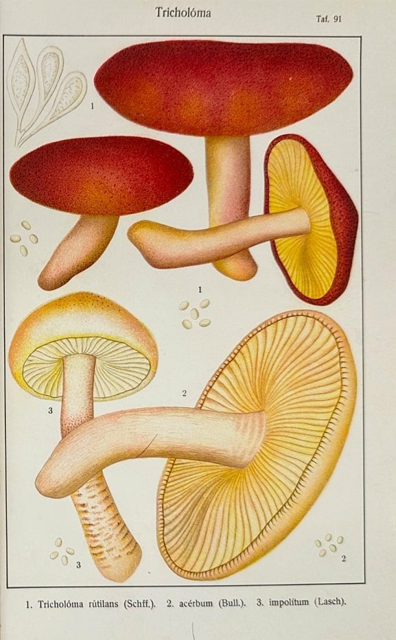 Adalbert Ricken – Fungi Plate (Tricholoma Species) – Schff - Chromolithographs (1915): This detailed chromolithograph by Adalbert Ricken depicts various species of the genus Tricholoma, illustrating the distinctive features of mushroom caps, gills, stems, and spores. The plate highlight