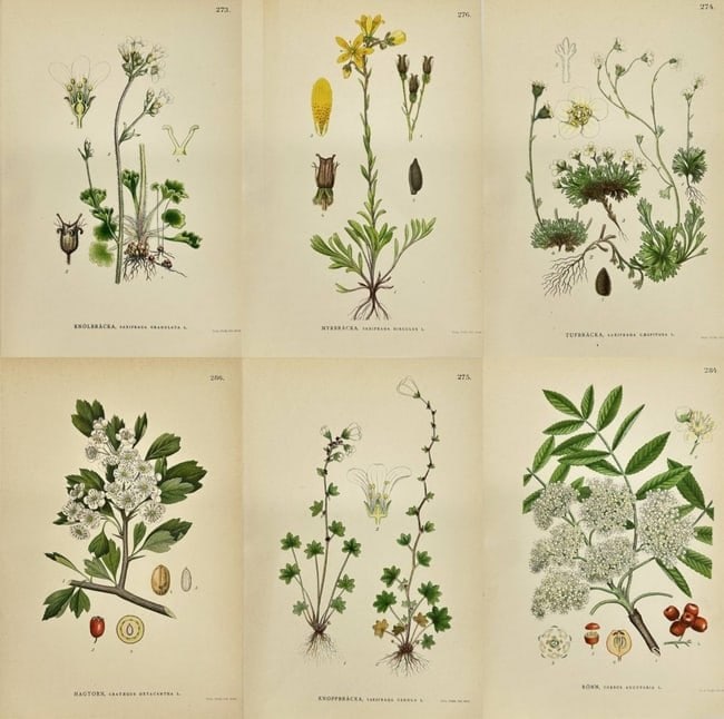 Carl Lindman – Set of 6 Botanical Prints – Hawthorn & Saxifrage Species: This set of six chromolithographic plates is from Carl Lindman’s Bilder ur Nordens Flora, published in Stockholm by Wahlström & Widstrand in 1905. The selection includes Crataegus oxyacantha (Hawth