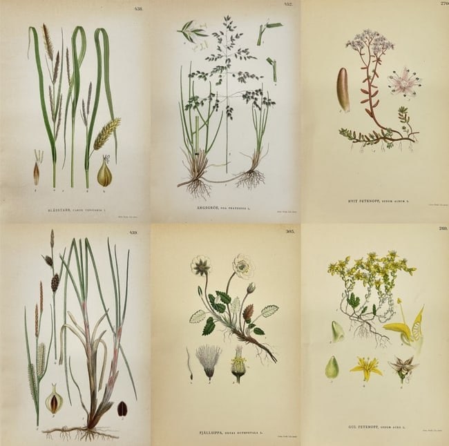Carl Lindman – Set of 6 Botanical Prints – Swollen Sedge & Mountain Avens: This set of six chromolithographic plates is from Carl Lindman’s acclaimed Bilder ur Nordens Flora, published in Stockholm by Wahlström & Widstrand in 1905. The set features detailed illustrations 