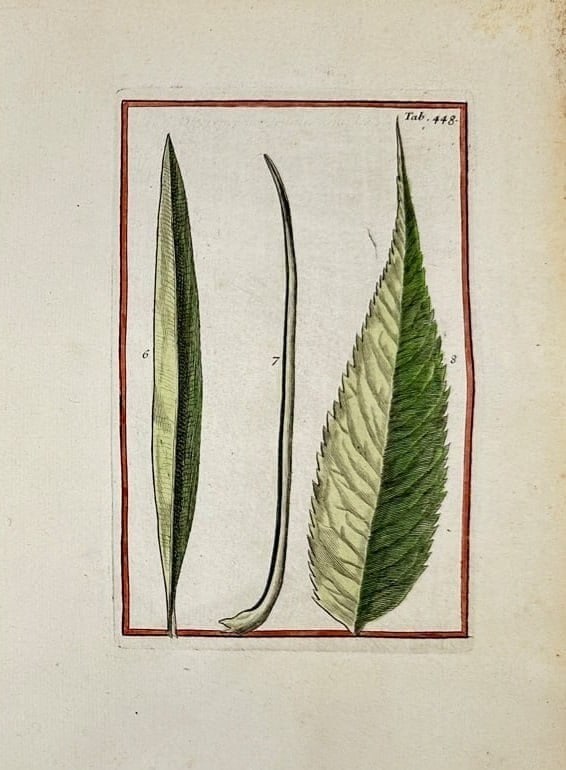 Joseph Pitton de Tournefort – Botanical Leaf Study – Lanceolate and Serrated – Engraving: This engraving by Joseph Pitton de Tournefort presents a detailed study of lanceolate and serrated leaf forms, emphasizing structural features such as venation and edge morphology. The plate exemplifi