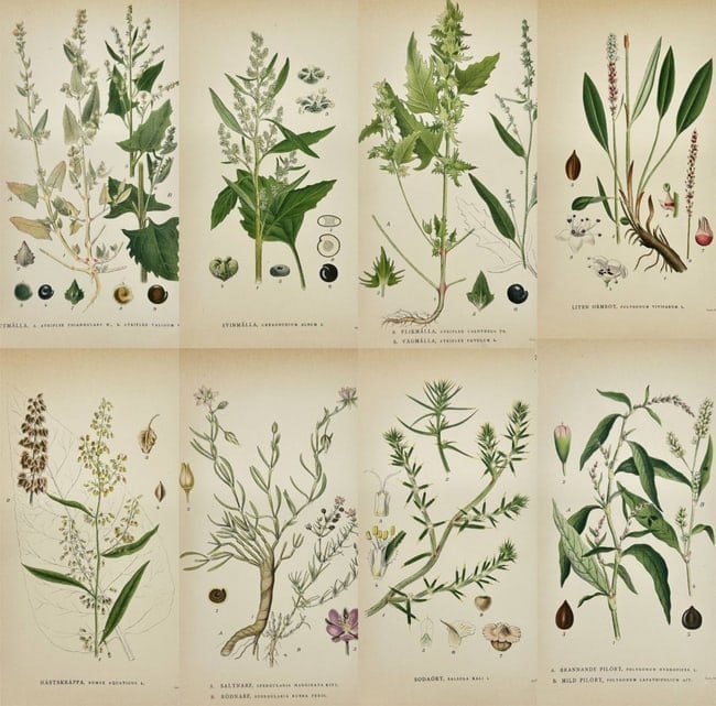 Carl Lindman – Set of 8 Prints – Spergularia, Atriplex, Polygonum, and Rumex Species (1 of 9)