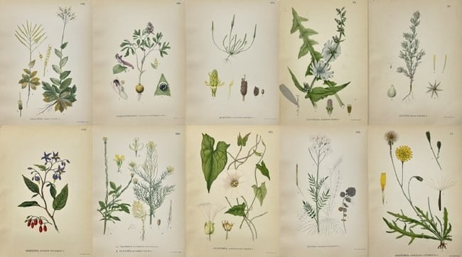 Carl Lindman – Set of 10 Botanical Prints – Corydalis , Mouse-tail, Chicory: This set of ten original chromolithographs comes from Bilder ur Nordens Flora (Images from Nordic Flora), the celebrated botanical work by Swedish botanist Carl Lindman, published in Stockholm by Wahl