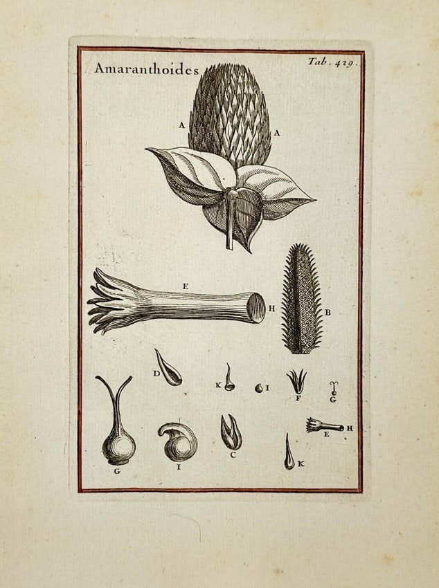Joseph Pitton de Tournefort – Amaranthoides – Botanical Copperplate Engraving: Original botanical copperplate engraving of Amaranthoides, published in the early 18th century as part of the botanical works of Joseph Pitton de Tournefort (1656–1708), the renowned French botanist