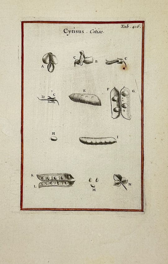 Joseph Pitton de Tournefort – Cytisus (Citisé) – Botanical Copperplate Engraving – Early 18th: Original copperplate botanical engraving of Cytisus (Citisé), from the scientific works of Joseph Pitton de Tournefort (1656–1708), a leading French botanist of the early Enlightenment. This plate,