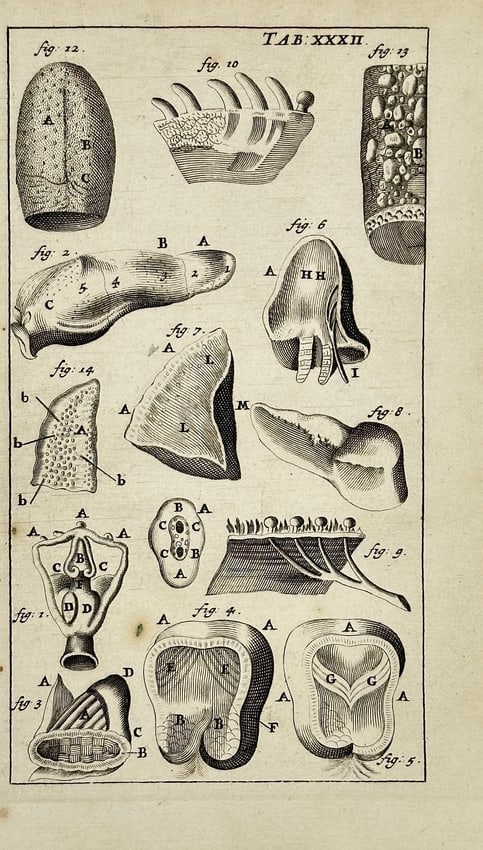 J. ten Hoorn – Anatomical Study of Internal Structures – Copperplate Engraving (1 of 3)