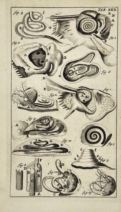 J. ten Hoorn – Study of the Human Ear – Copperplate Engraving – Amsterdam, 1686: This anatomical engraving offers multiple views of the human ear with sectional details of both the external and internal structures. The images are carefully labeled and composed for instructional cl