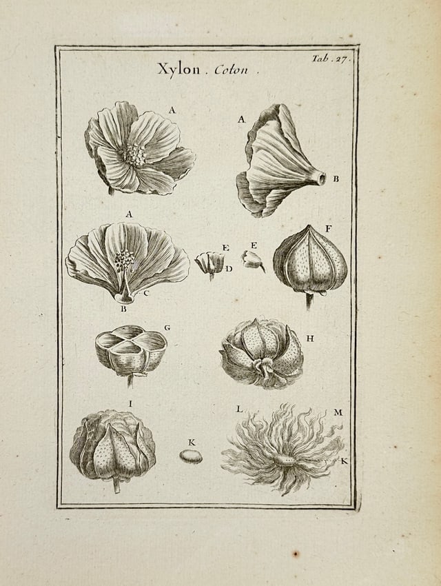 Joseph Pitton de Tournefort – Xylon (Cotton) – Copperplate Botanical Engraving – Early 18th (1 of 3)