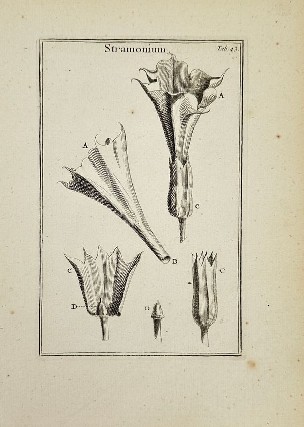 Joseph Pitton de Tournefort – Stramonium (Datura) – Copperplate Botanical Engraving: This botanical copperplate engraving represents Stramonium, commonly known as thorn apple or Datura. The illustration meticulously depicts the flower, calyx, seed capsule, and anatomical details of th