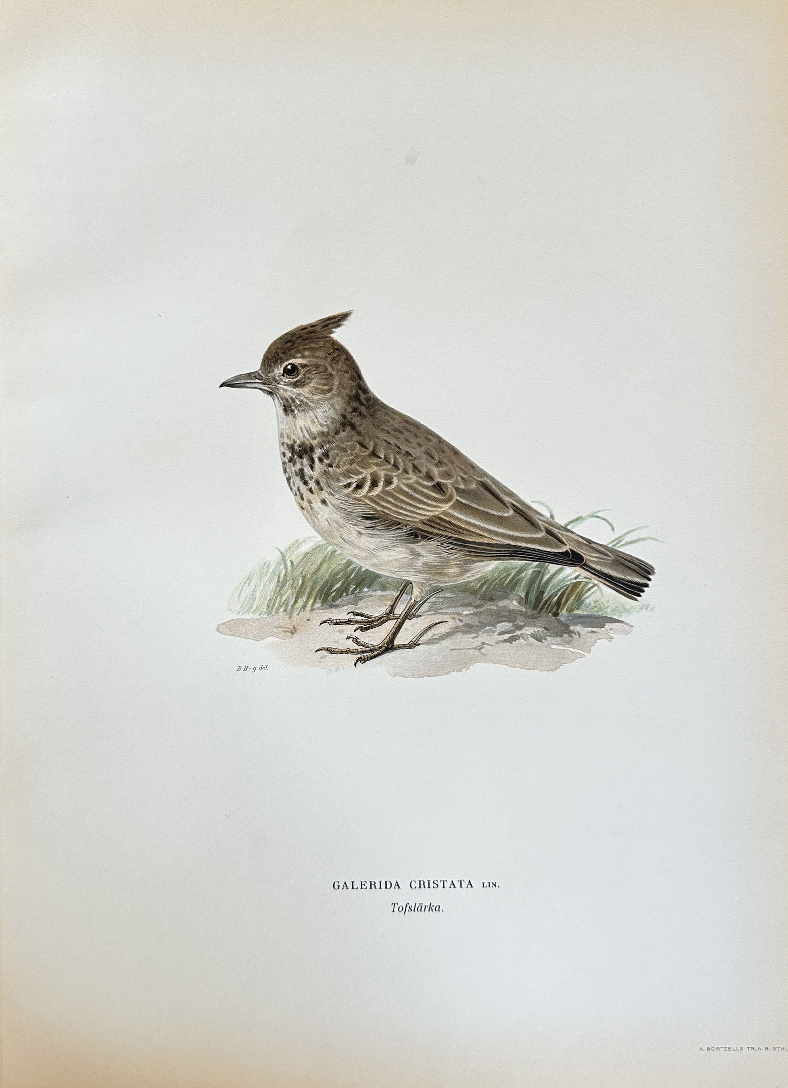 Magnus von Wright (1805–1868) – Galerida Cristata (Crested Lark) – Hand-colored Lithograph (1 of 3)